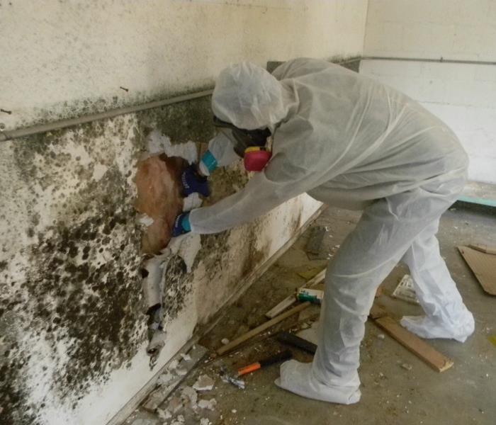 https://affordableremediation.com/wp-content/uploads/2017/02/mold-removal.jpg