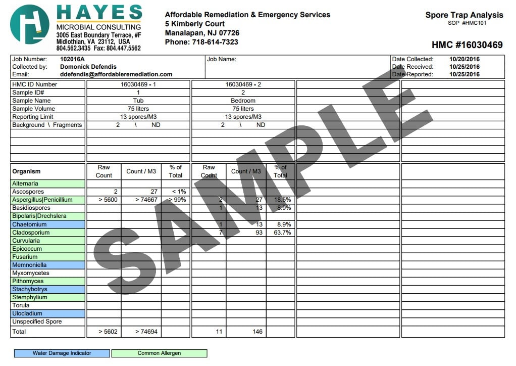 Affordable Mold Testing, Expert Analysis & Consultation - ImmunoLytics